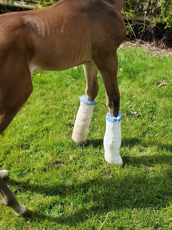 Dlaha končetin (Splint)